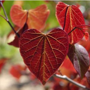 Cercis canadensis 'Forest Pansy' 12L